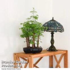 Bonsai Metasequoia Forest Mix In Oval Ceramic -NAOMI Plant Shop BONS FORESTMIX T50182