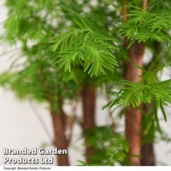 Bonsai Metasequoia Forest Mix In Oval Ceramic -NAOMI Plant Shop BONS FORESTMIX T50185