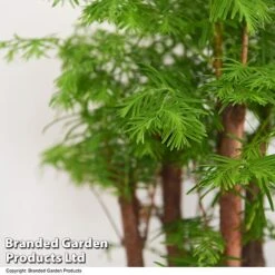 Bonsai Metasequoia Forest Mix In Oval Ceramic -NAOMI Plant Shop BONS FORESTMIX T50186