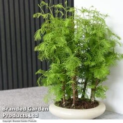Bonsai Metasequoia Forest Mix In Oval Ceramic -NAOMI Plant Shop BONS FORESTMIX T50502