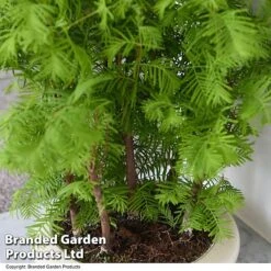 Bonsai Metasequoia Forest Mix In Oval Ceramic -NAOMI Plant Shop BONS FORESTMIX T50505