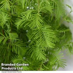 Bonsai Metasequoia Forest Mix In Oval Ceramic -NAOMI Plant Shop BONS FORESTMIX T50506