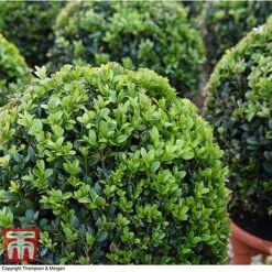 Box Ball -NAOMI Plant Shop BOXU 4707 A1