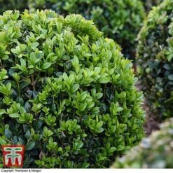 Box Ball -NAOMI Plant Shop BOXU 4707 A2