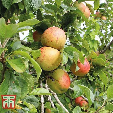 Apple 'Bramley's Seedling' 2 Apple 'Bramley's Seedling' - Image 2