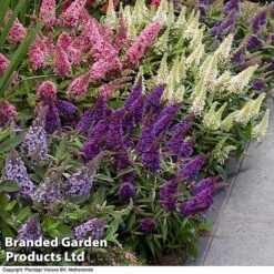 Buddleja 'Butterfly Candy' Collection -NAOMI Plant Shop BUDD CANDY B