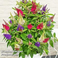 Buddleja 'Butterfly Candy' Collection -NAOMI Plant Shop BUDD CANDY D