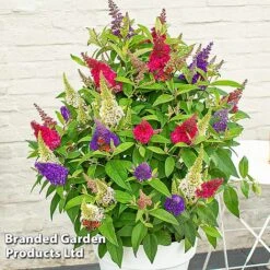 Buddleja 'Butterfly Candy' Collection -NAOMI Plant Shop BUDD CANDY E
