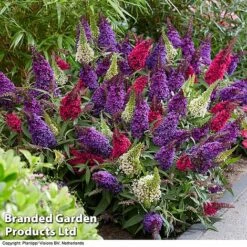 Buddleja 'Butterfly Candy' Collection -NAOMI Plant Shop BUDD CANDY G