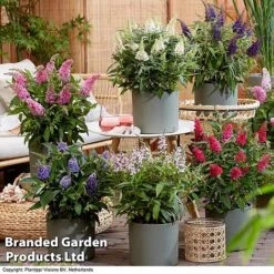 Buddleja 'Butterfly Candy' Collection -NAOMI Plant Shop BUDD CANDY H