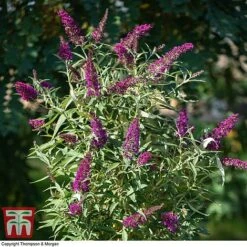 Buddleja 'Butterfly Towers' -NAOMI Plant Shop BUDD KA8837 B