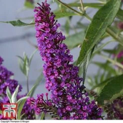 Buddleja 'Butterfly Towers' -NAOMI Plant Shop BUDD KA8837 D