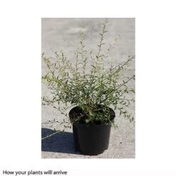 Buddleja Alternifolia -NAOMI Plant Shop BUDD T66080 A h