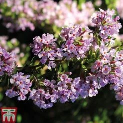 Buddleja Alternifolia -NAOMI Plant Shop BUDD T66080 C1