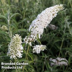Buddleja Davidii 'White Profusion' -NAOMI Plant Shop BUDD WHITEPROF S23800