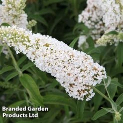 Buddleja Davidii 'White Profusion' -NAOMI Plant Shop BUDD WHITEPROF S23801