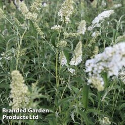 Buddleja Davidii 'White Profusion' -NAOMI Plant Shop BUDD WHITEPROF S23803