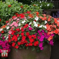 Garden Ready Bedding Collection -NAOMI Plant Shop BUSY KB3223 C1