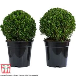 Box Ball -NAOMI Plant Shop BUXU 47078 E1