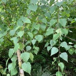 Silver Birch Tree (Betula Pendula) Grown By Cotswold Trees -NAOMI Plant Shop Birch Leaves