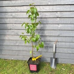 Silver Birch Tree (Betula Pendula) Grown By Cotswold Trees -NAOMI Plant Shop Birch Main