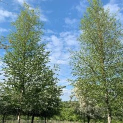 Silver Birch Tree (Betula Pendula) Grown By Cotswold Trees -NAOMI Plant Shop Birch Trees