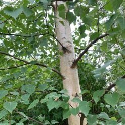 Silver Birch Tree (Betula Pendula) Grown By Cotswold Trees -NAOMI Plant Shop Birch Trunk