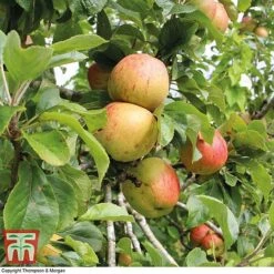 Britains Favourite Apple Tree Collection -NAOMI Plant Shop Bramleys Seedling
