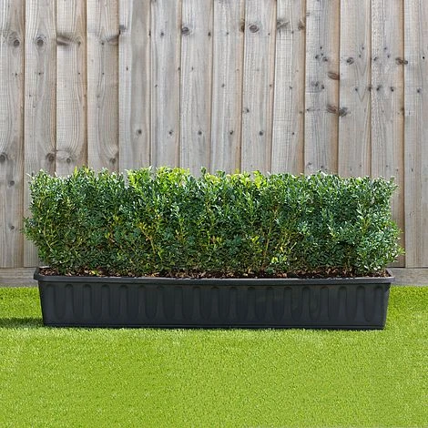 Buxus Instant Trough Hedge 1m (pre-grown) 1 Buxus Instant Trough Hedge 1m (pre-grown)