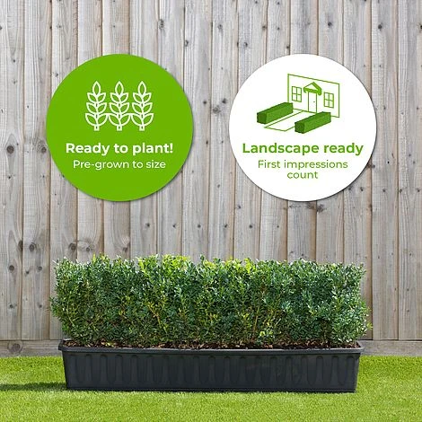 Buxus Instant Trough Hedge 1m (pre-grown) 2 Buxus Instant Trough Hedge 1m (pre-grown) - Image 2