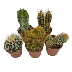 5 Cactus Plants Potted Cacti Houseplants Mixed Indoor Plant Selection -NAOMI Plant Shop CACTUSMIX 14