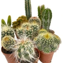 5 Cactus Plants Potted Cacti Houseplants Mixed Indoor Plant Selection -NAOMI Plant Shop CACTUSMIX 3