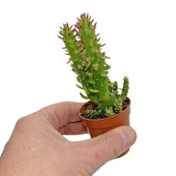 5 Cactus Plants Potted Cacti Houseplants Mixed Indoor Plant Selection -NAOMI Plant Shop CACTUSMIX 5