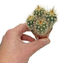 5 Cactus Plants Potted Cacti Houseplants Mixed Indoor Plant Selection -NAOMI Plant Shop CACTUSMIX 6