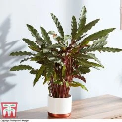 Calathea Rufibarba -NAOMI Plant Shop CALA 2874 A1
