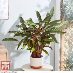 Calathea Rufibarba -NAOMI Plant Shop CALA 2874 A2