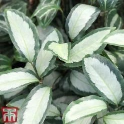 Calathea Picturata 'Argentea' -NAOMI Plant Shop CALA SILV