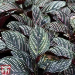 Calathea 'Sanderiana' -NAOMI Plant Shop CALA TKA2871 A