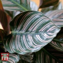 Calathea 'Sanderiana' -NAOMI Plant Shop CALA TKA2871 C
