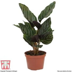 Calathea 'Sanderiana' -NAOMI Plant Shop CALA TKA2871 D