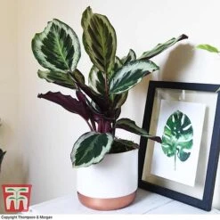 Calathea Roseopicta 'Medallion' 17 Calathea Roseopicta 'Medallion' -NAOMI Plant Shop CALA TKA2873 A1