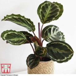 Calathea Roseopicta 'Medallion' 16 Calathea Roseopicta 'Medallion' -NAOMI Plant Shop CALA TKA2873 F