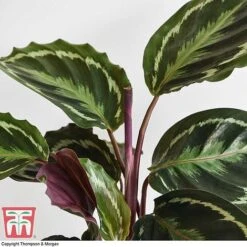Calathea Roseopicta 'Medallion' 18 Calathea Roseopicta 'Medallion' -NAOMI Plant Shop CALA TKA2873 G