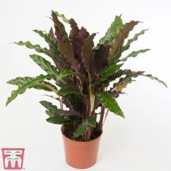 Calathea Rufibarba -NAOMI Plant Shop CALA TKA2874 A