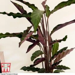 Calathea Rufibarba -NAOMI Plant Shop CALA TKA2874 C