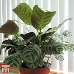Calatheas Concinna 'Freddie' -NAOMI Plant Shop CALA TKA2875 A