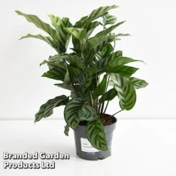 Calatheas Concinna 'Freddie' -NAOMI Plant Shop CALA FREDD12CM T44569