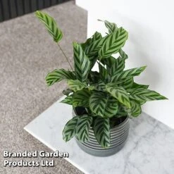 Calatheas Concinna 'Freddie' -NAOMI Plant Shop CALA FREDDY T44570
