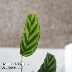 Calatheas Concinna 'Freddie' -NAOMI Plant Shop CALA FREDDY T44572