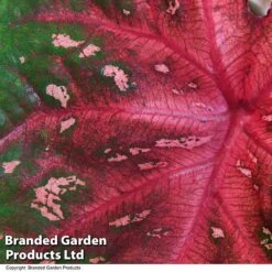 Caladium Heart To Heart® 'Fast Flash' -NAOMI Plant Shop CALA H2HFASTFL T43458